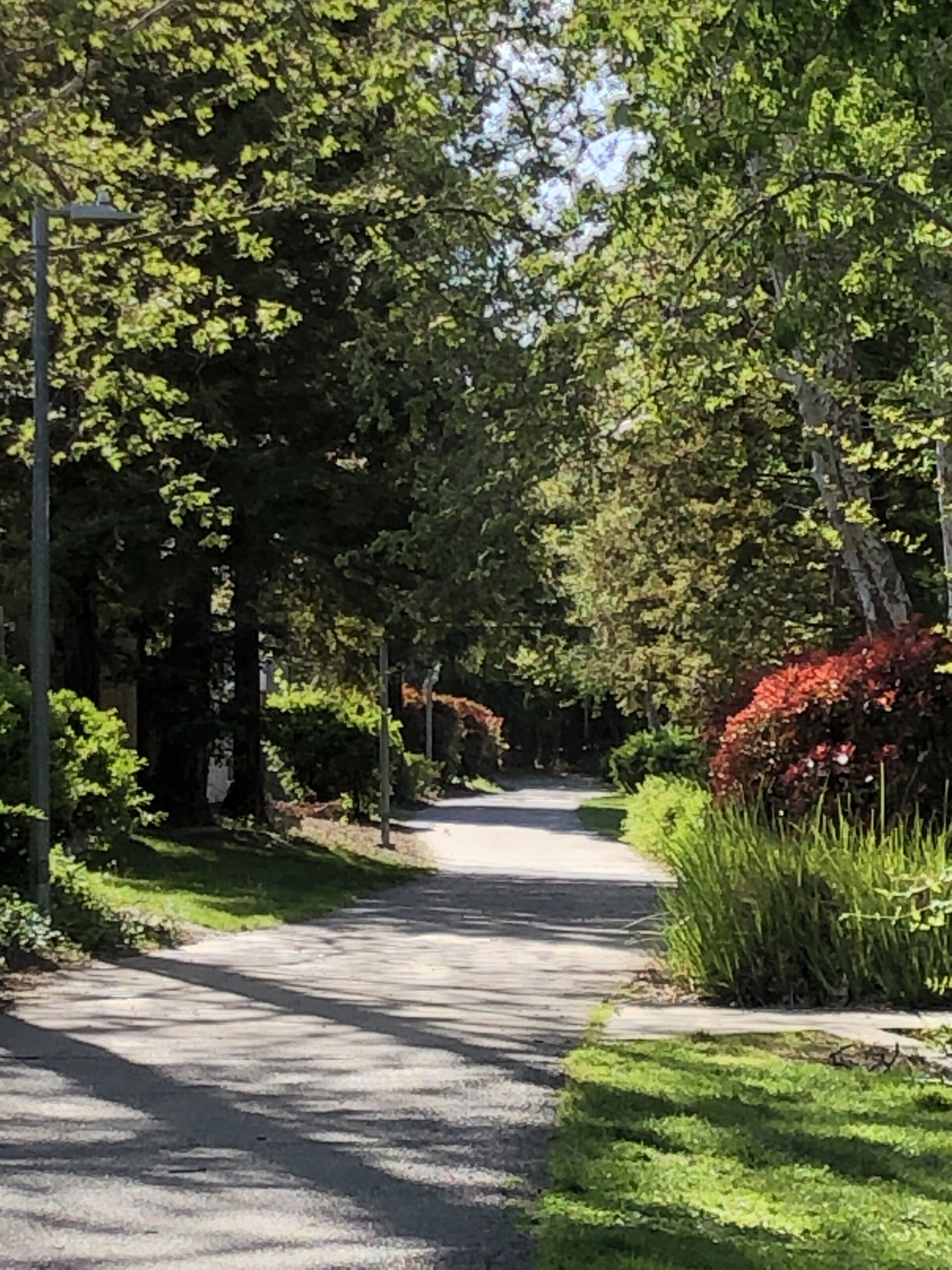 Trees Path